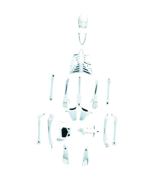 Glowing Human Skeleton Multi