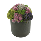 Sedum and Moss in a Fiberstone Pot