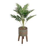 Olive Palm In Cement Planter