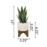 Snake Plant in White Planter on Wood Stand