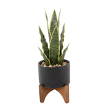 Snake Plant In Black Pressed Tread Planter On Stand