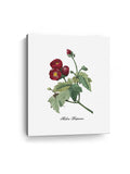 Malva Purpurea Canvas Art Print